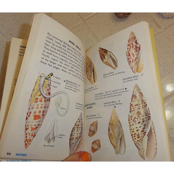 Vintage Seashells of the World Book 1962 A Golden Guide clear Lucite book stand - Picture 16 of 16